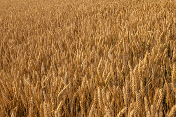 Weizenfeld in der abendlichen Sonne