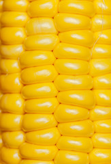 corn background