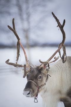 Reindeer with bridle on snow covered landscape, Jukkasjärvi, Sweden