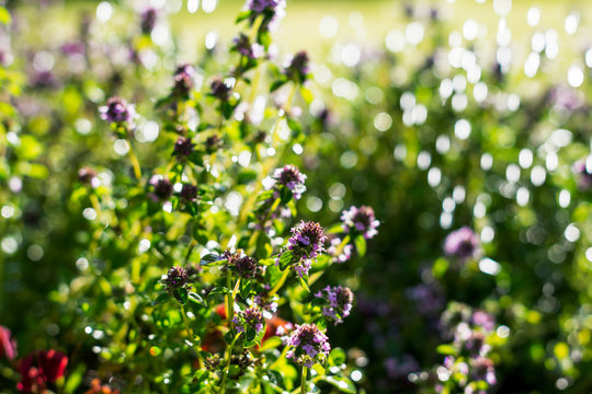 Thymes plants  in the meadow under raindrops, nature and summer background (soft focus)