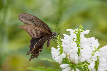 아름다운 꽃과 나비