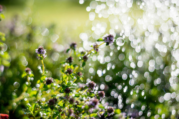 Thymes plants  in the meadow under raindrops, nature and summer background (soft focus)