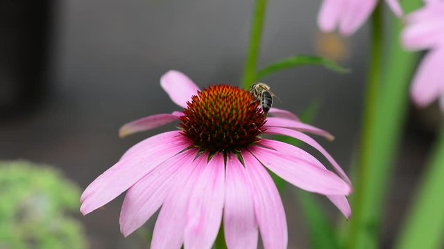 Bee pollinating an Eastern purple coneflower (Echinacea Purpurea).