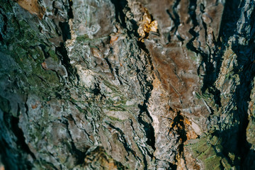 Tree Bark Macro