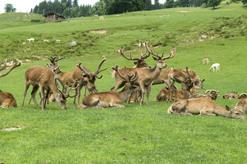 Rothirsch, Cervus elaphus, Rotwild, Hirsch
