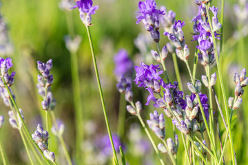 Lavender plants growing in a field