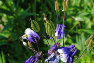 Lilien-Lila Bl&uuml;ten