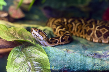 Snake in the terrarium