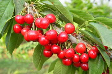 Ripe cherries in a tree