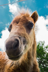 Fototapeta premium Lachendes Pferd