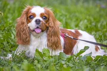 Beautiful cavalier king charles spaniel in the grass background