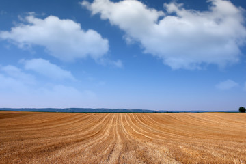 Fototapeta na wymiar Field after mowing grain landscape summer season