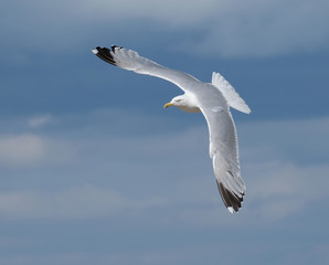 Herring gull in flight.