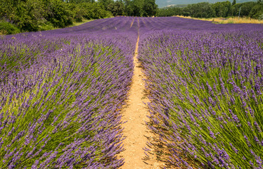 Naklejka na ściany i meble Scenic purple blooming lavender field in Provence region, France during summer time
