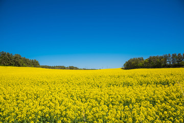 Obraz premium 絶景、菜の花畑 / 下北半島の菜の花畑は５月初旬に満開となる。