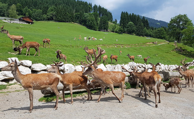 Wildfuetterung, Rothirsch, Hirsch, Sikahirsch, Ziegen
