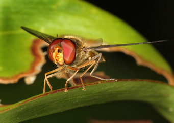 Hoverfly on flower bloom.