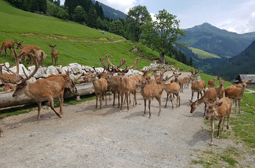 Fototapeta premium Wildfuetterung, Rothirsch, Hirsch, Sikahirsch, Ziegen