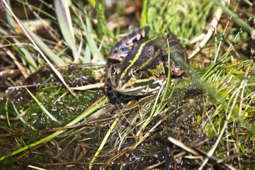 Edible Frog, (Pelophylax esculentus), Wahner Heide, near Cologne (Koln), Germany.