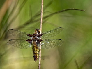 Broad-bodied Chaser dragonfly (Libellula depressa), female perched, Wahner Heide, near Cologne, (Koln), Germany.