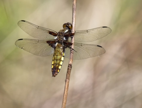 Broad-bodied Chaser dragonfly (Libellula depressa), female perched, Wahner Heide, near Cologne, (Koln), Germany.