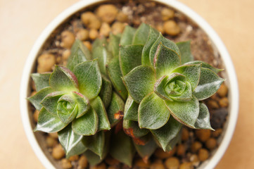 Echeveria purpusorum or Urbinia green plant in round pot view above