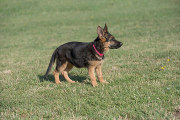 Young Brown German Shepherd Puppy Dog  on the green grass