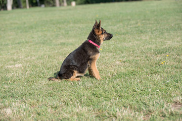 Young Brown German Shepherd Puppy Dog  on the green grass