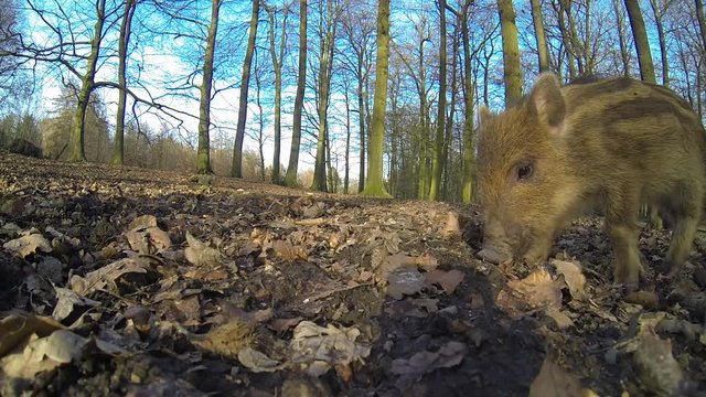 Wildschwein Familie bei der Futtersuche im Wald, M&auml;rz, Nahaufnahme, Weitwinkel, Gopro