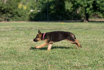 Young Brown German Shepherd Puppy Dog  on the green grass