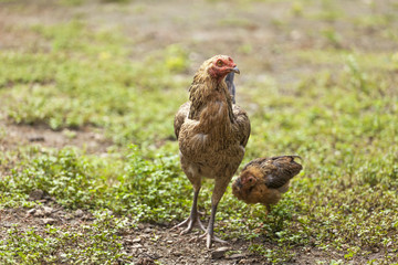Hen and chicken looking for food in the field 