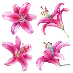 Set, collection with  close-up of a pink Lilies flower. Watercolor hand drawn painting illustration, isolated on white background.  - obrazy, fototapety, plakaty