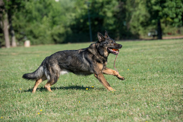 German Shepherd Dog Running Through the Grass