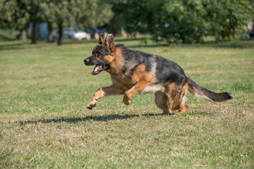 German Shepherd Dog Running Through the Grass