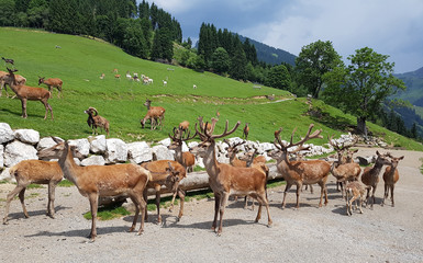 Wildfuetterung, Rothirsch, Hirsch, Sikahirsch, Ziegen