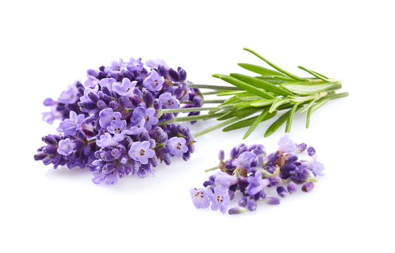 Lavender plant on a white background