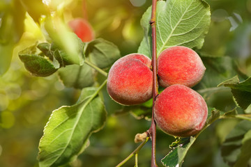 ripe peaches in garden
