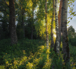 evening sunlight shines through the trees