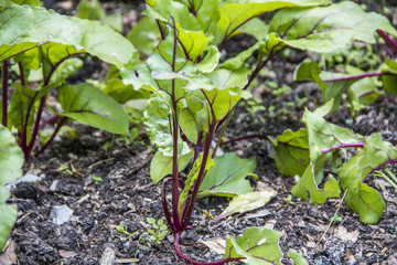 Rote Beete in Garten