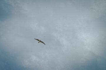 el vuelo de la gaviota