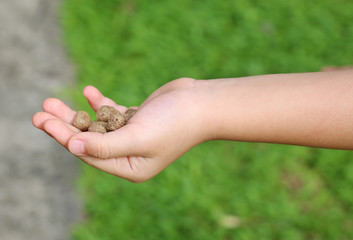 Child hand holding food for feeding fish or bird in the garden.