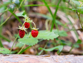 red wild strawberry on bush