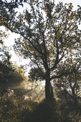 rayos detrás del árbol