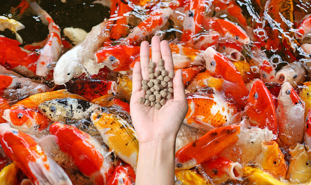 Hand Holding Food For Feeding Koi Fish In Farm.