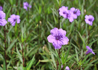 purple flower which Thai people called cracker plant known as weed and herb.