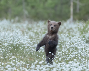 Obraz premium Brown Bear cub standing in the middle of the cotton grass in a Finnish bog