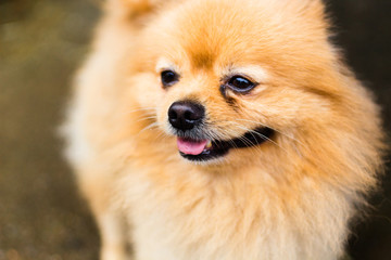 Obraz premium 犬；かわいいチワワ