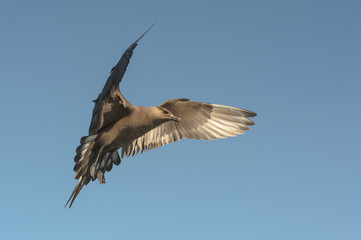 Arctic Skua in flight.
