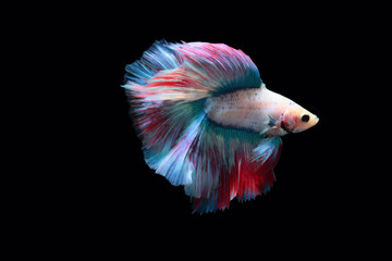 yellow fighting fish on a black background.