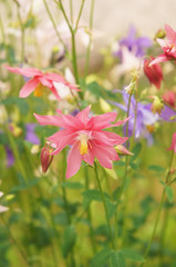 Fototapeta premium Aquilegia or granny's bonnet or columbine red flowers with green soft focus